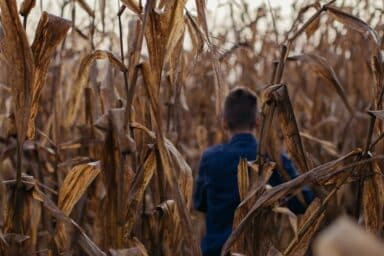 A boy walks through a cornfield, flanked by towering corn plants, illustrating the challenges of helping children cope with traumatic stress.