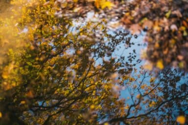 Autumn leaves reflected in a serene puddle, capturing the essence of late-stage and end-of-life care.