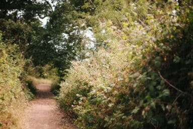 A serene forest path winding through tall trees and lush bushes, inviting comparison with the stages of Alzheimer's disease.